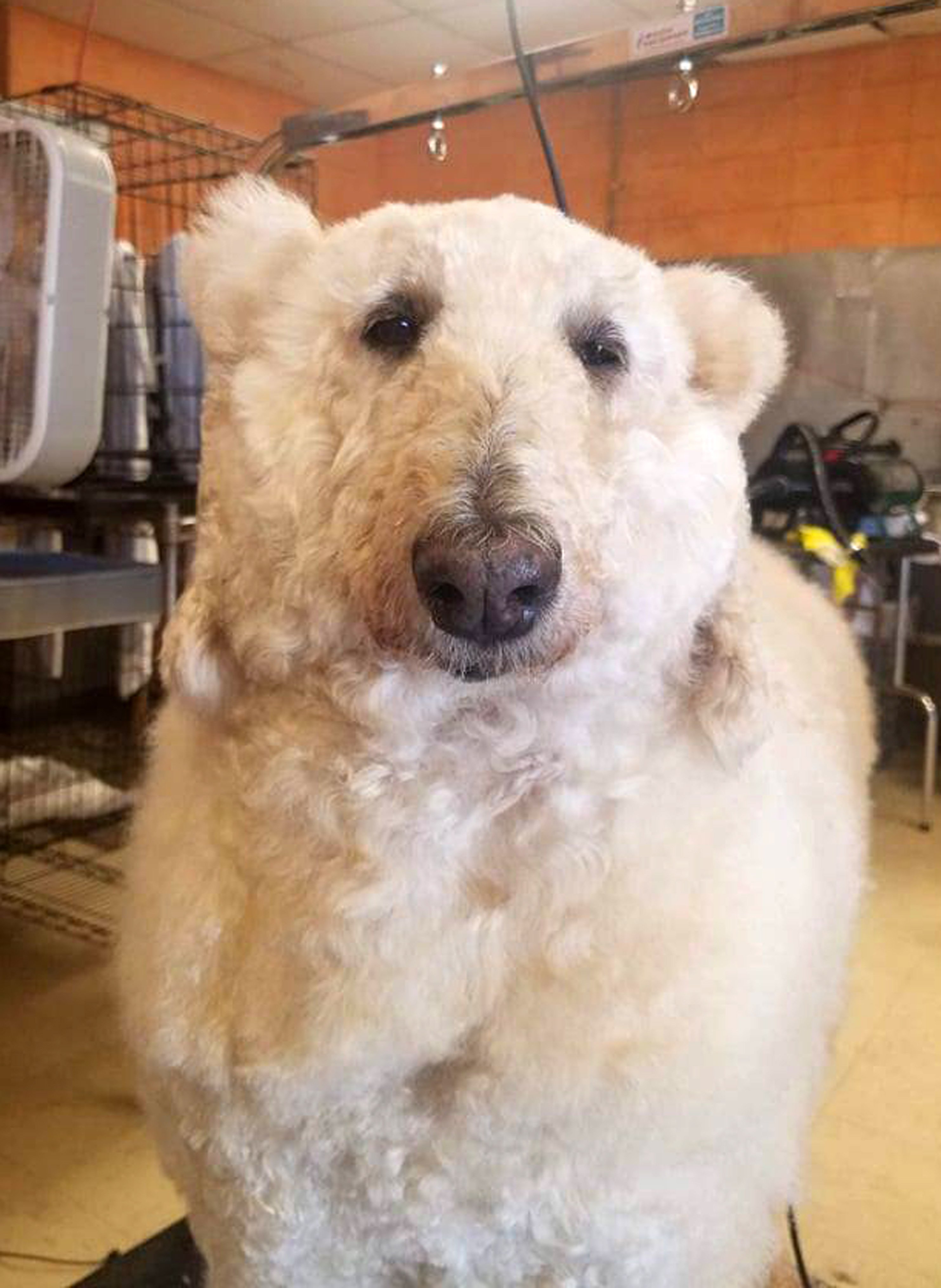 Bijou as a polar bear. | Source: Caters