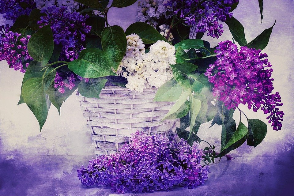 Un bouquet de lilas. | Photo : Unsplash