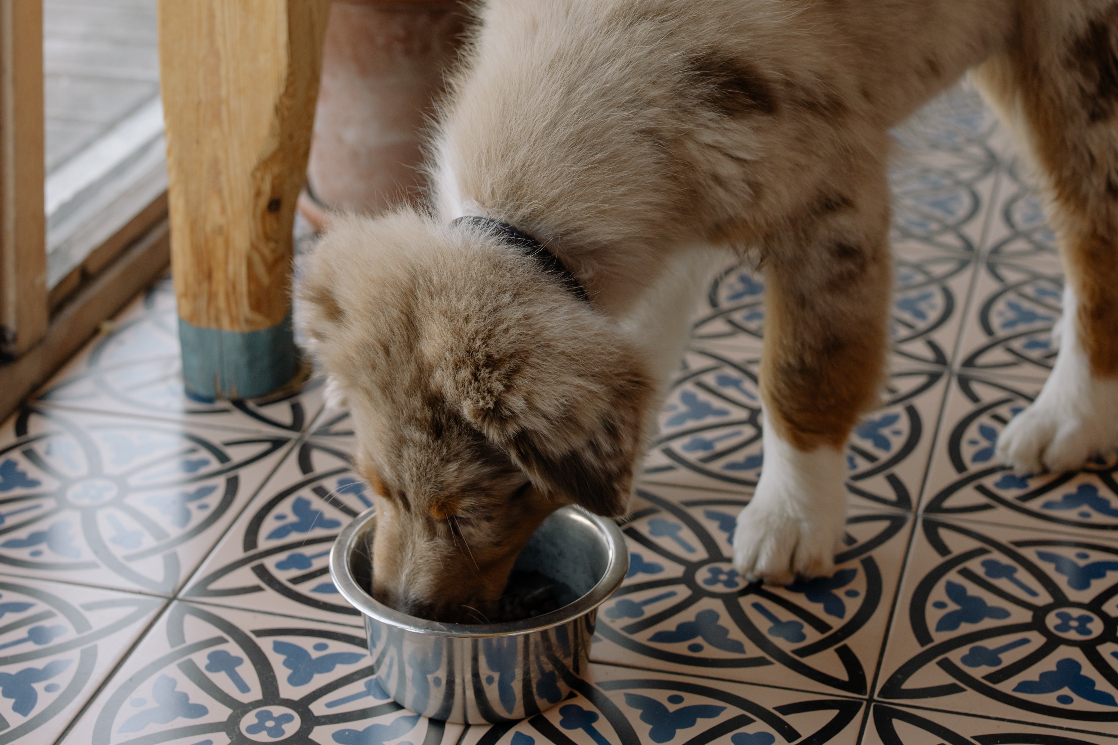 Un perro comiendo con apetito. | Foto: Pexels