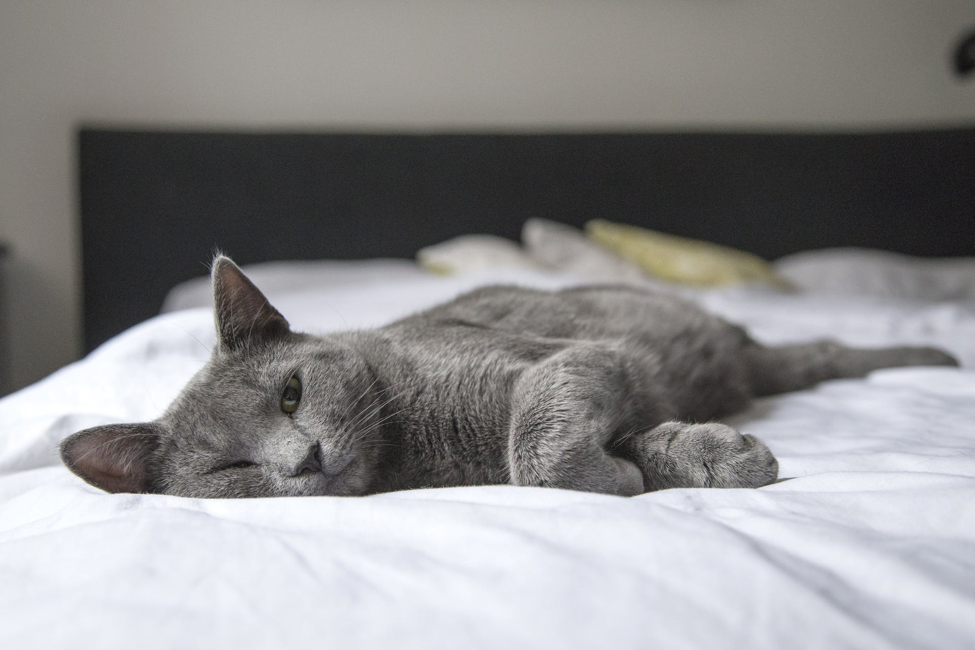 Cat lying on bed | Source: Pexels