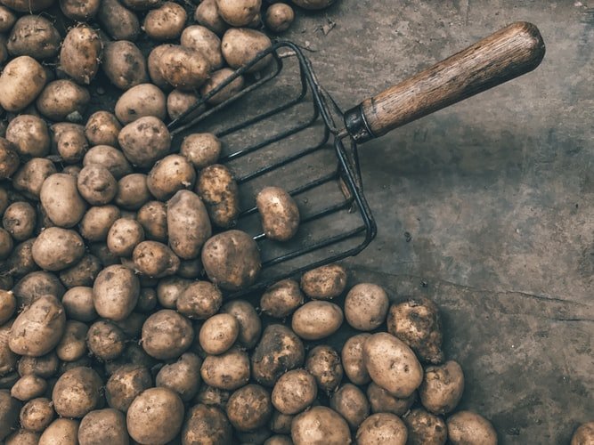 Des pommes de terres. | Photo : Unsplash