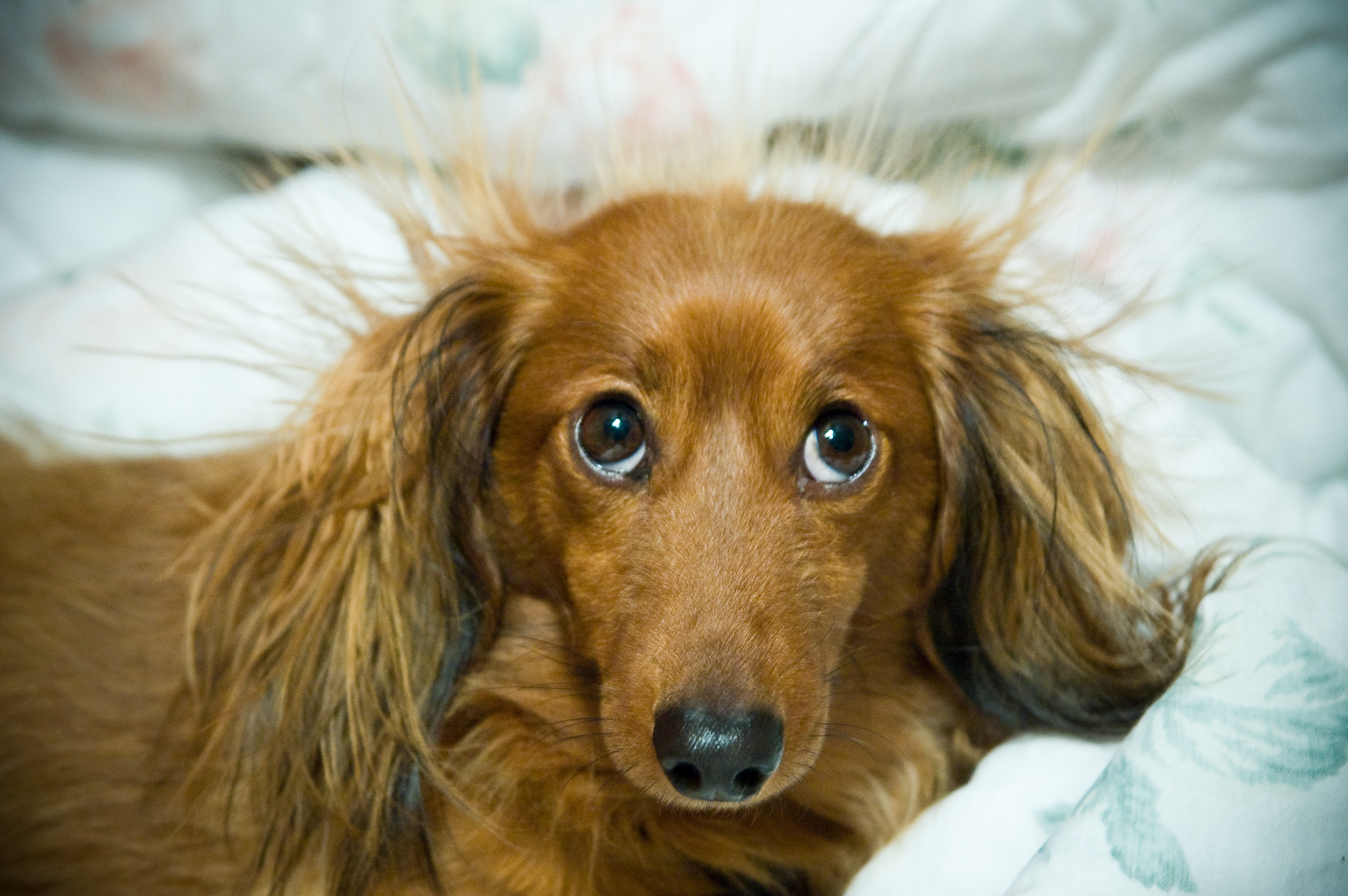 A dachshund (doxen) with static electricity on his head | Source: Getty Images