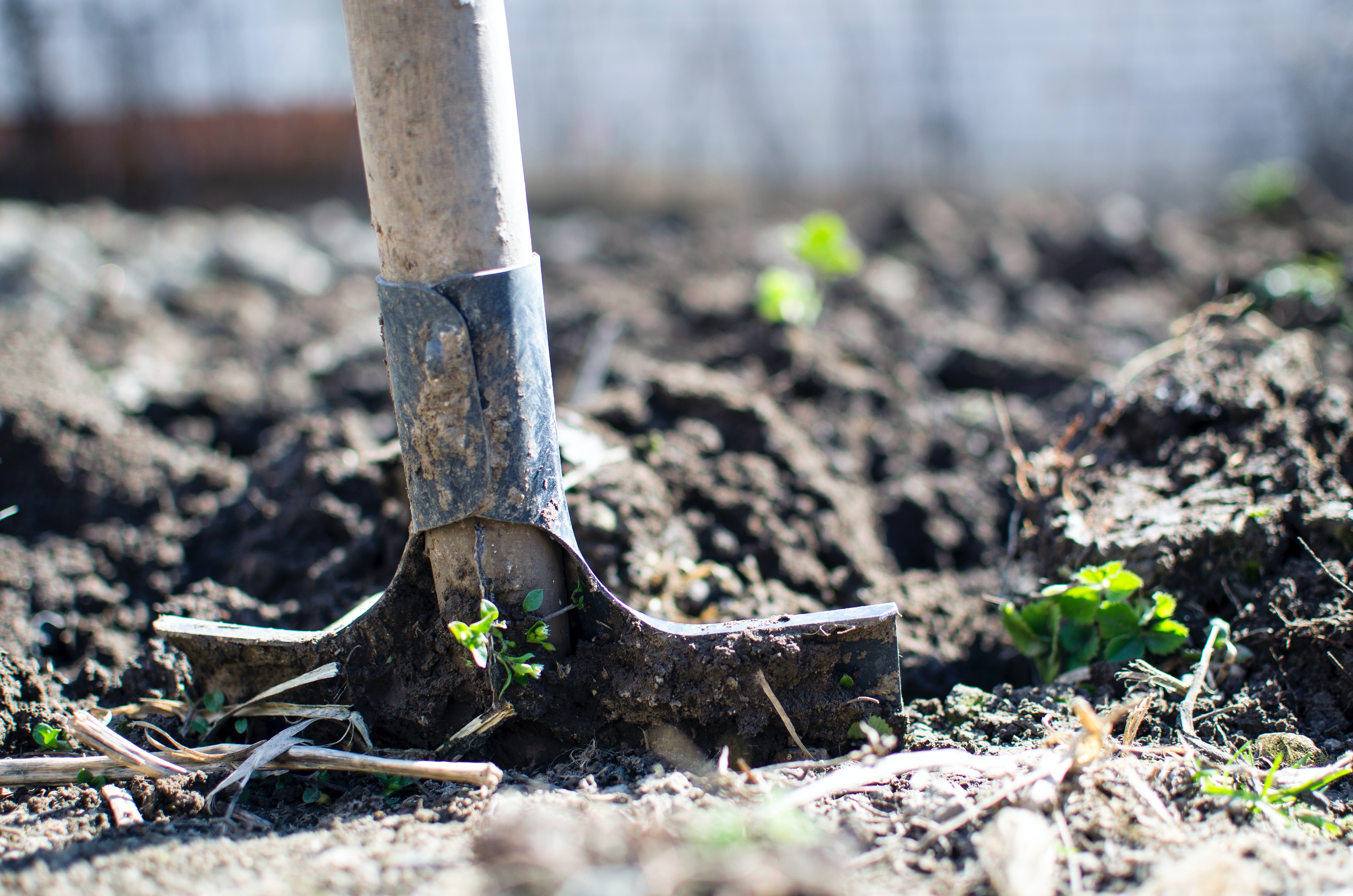 A shovel for digging a hole | Photo: Pexels