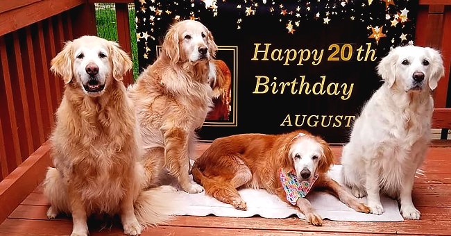 Le Plus Vieux Golden Retriever De L Histoire A Eu 20 Ans Le Chien S Appelle Augie