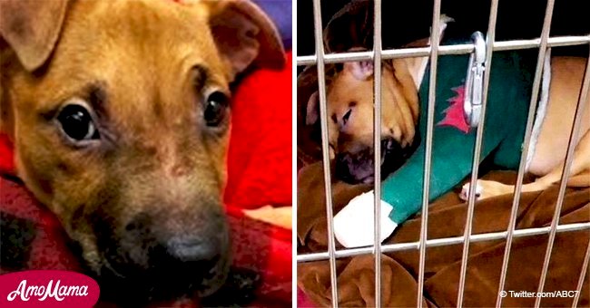 Puppy found with broken bones inside a backpack recovers after surgery