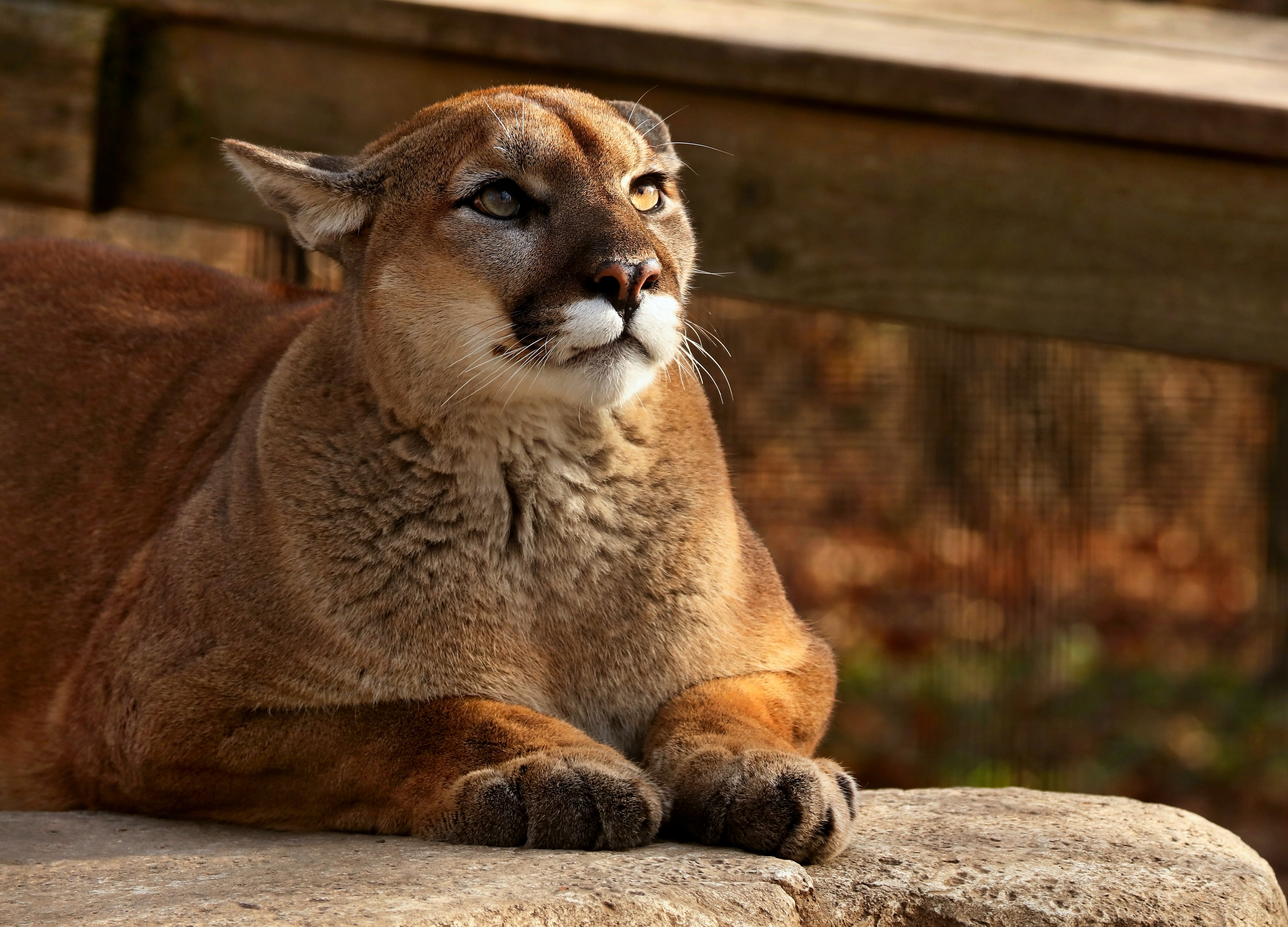 Puma en cautiverio. | Foto: Shutterstock