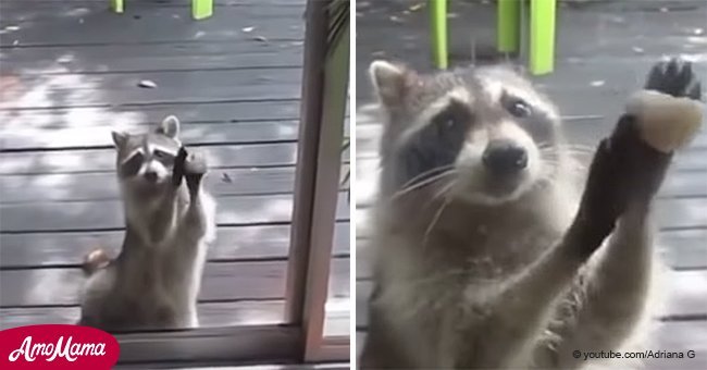 Bold raccoon mother uses a stone to tap on a glass door to ask for food