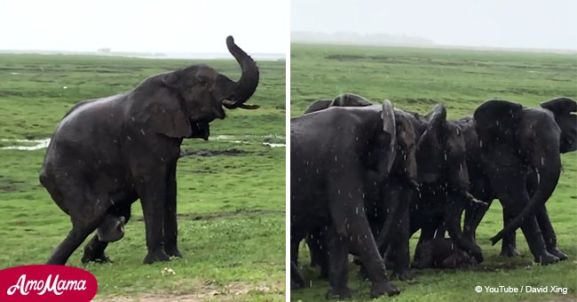 Pregnant Elephant Giving Birth