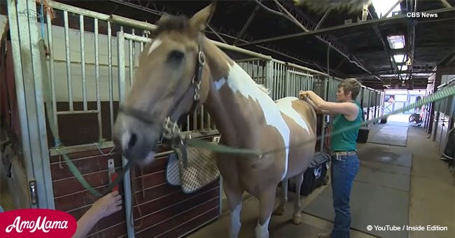 Heartwarming Video of Vet Giving a Horse Acupuncture to Relieve its Pain