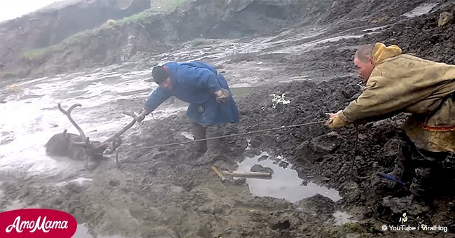 Men dive into the mud to save a helpless reindeer from drowning 