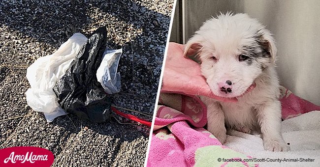 Two heroic men rescue a puppy from a weighted trash bag tossed into a frozen creek