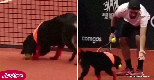 Brazilian Tennis Open uses shelter dogs as ballboys