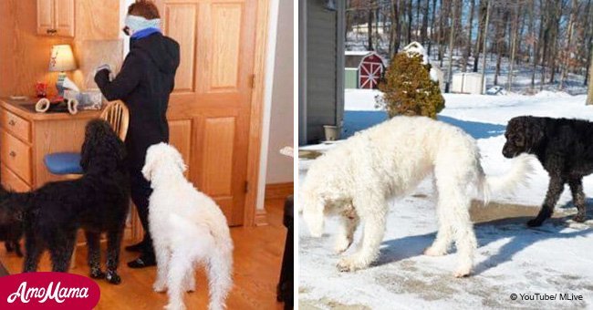 Dogs save woman from freezing. It could've been a horrible tragedy for her family