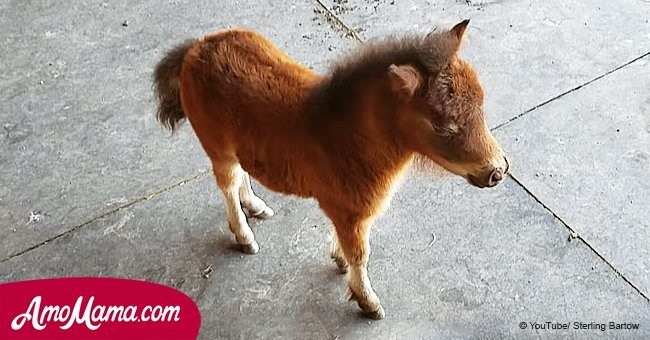 Have you ever seen a miniature baby horse? It's so adorable