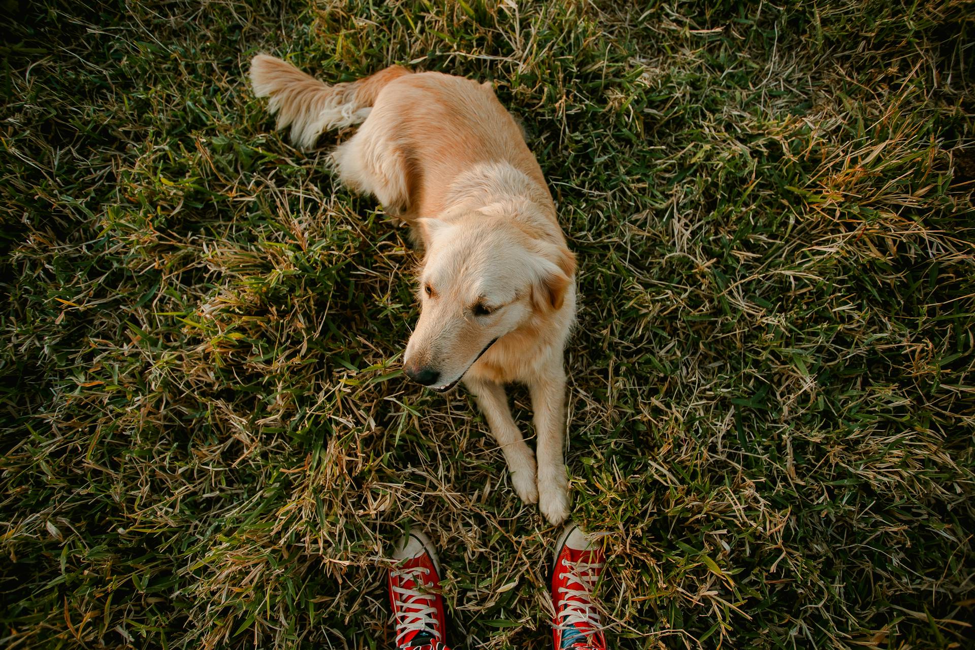 A dog sitting in a park | Source: Pexels