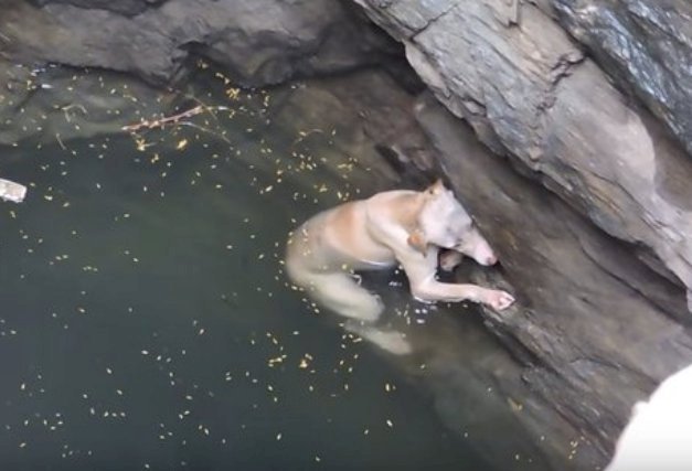 Source: YouTube/Animal Aid Unlimited, India