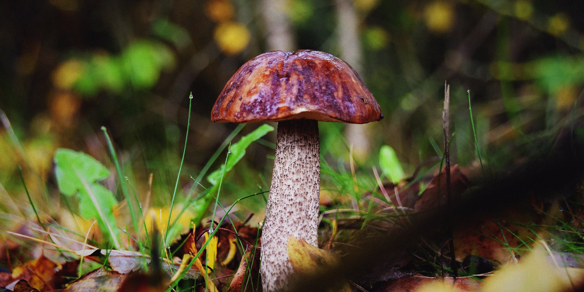 A mushroom | Source: Unsplash