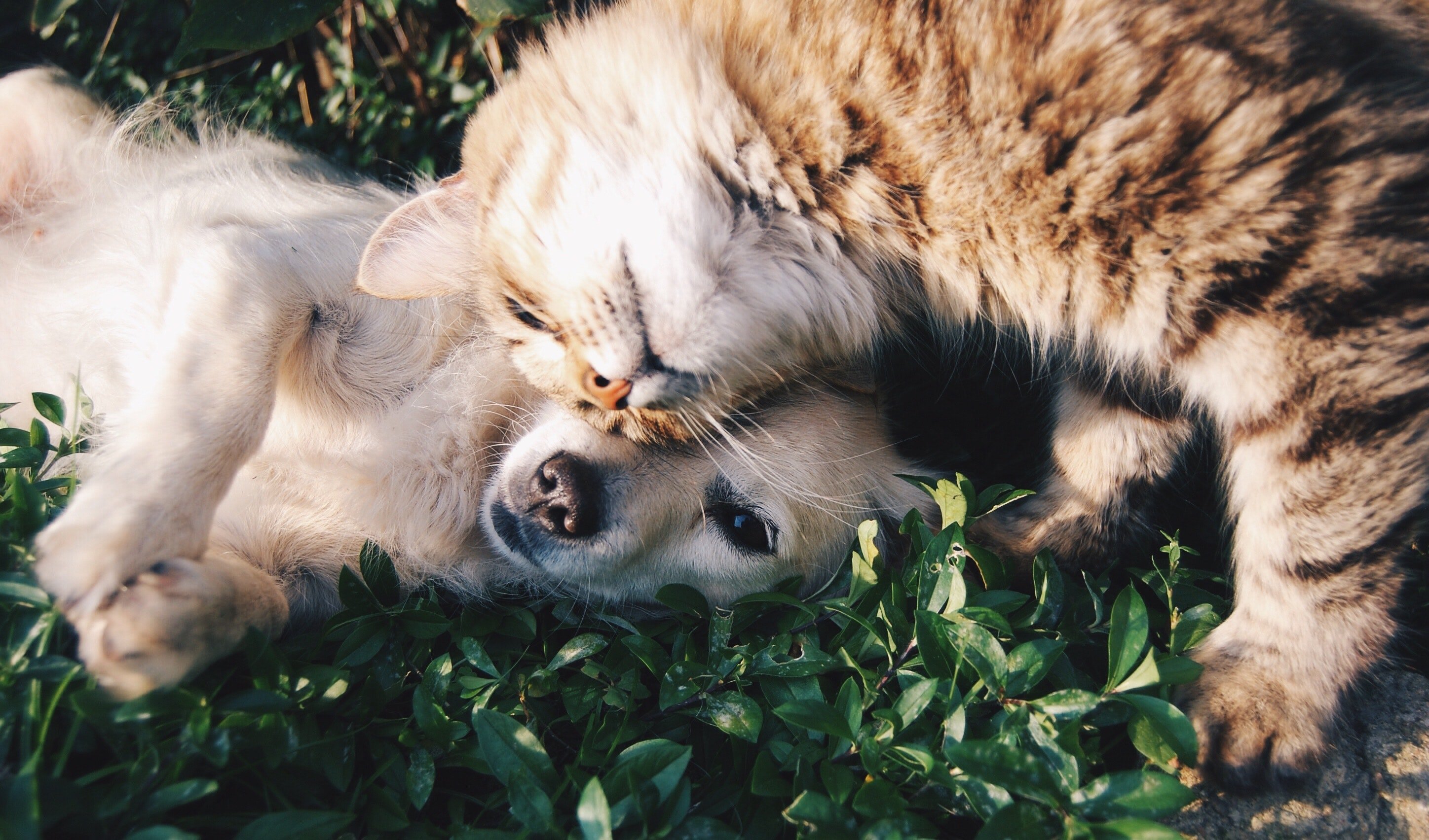 Perro y gato en la naturaleza. | Foto: Shutterstock