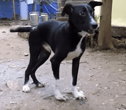 Source: YouTube/ Animal Aid Unlimited, India Source: YouTube/ Animal Aid Unlimited, India