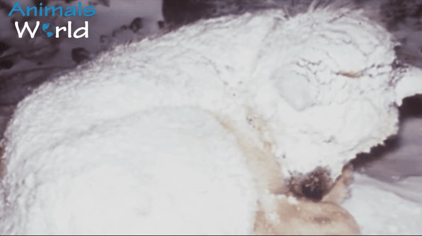Un chien gelé dans la neige protégeant un petit du froid | Source : AnimalsWorld/Youtube