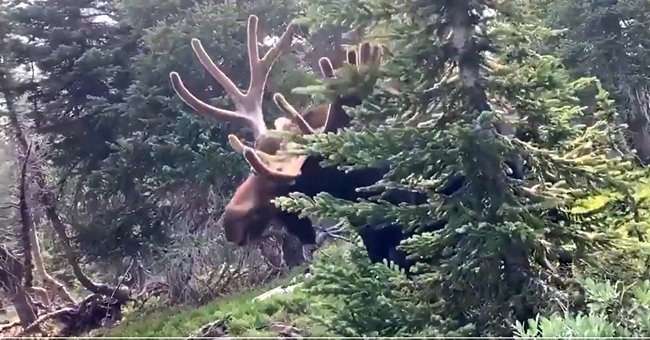 Moose sticks its head out from behind the tree seconds before it charges towards the person recording it | Photo: Twitter/CPW_NE