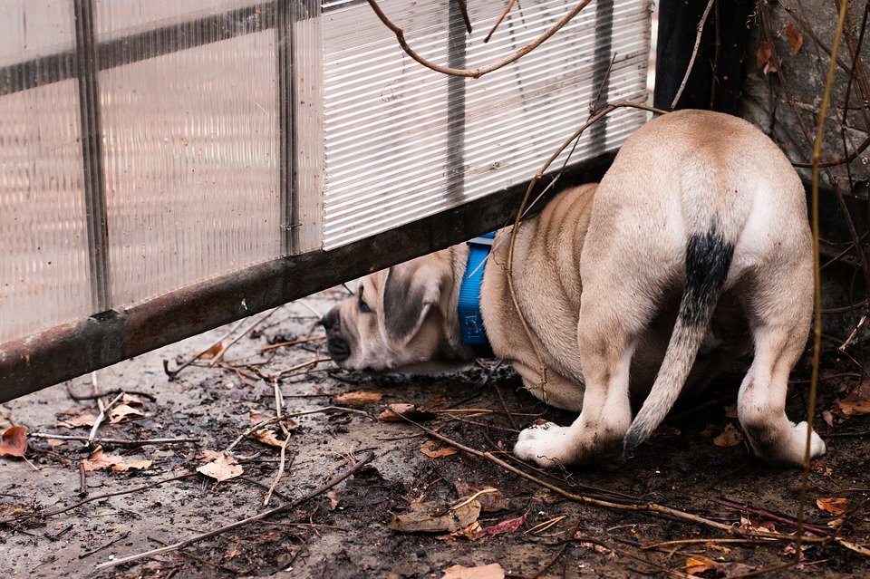 Perro intentando entrar por debajo de una malla. | Foto: Pixabay