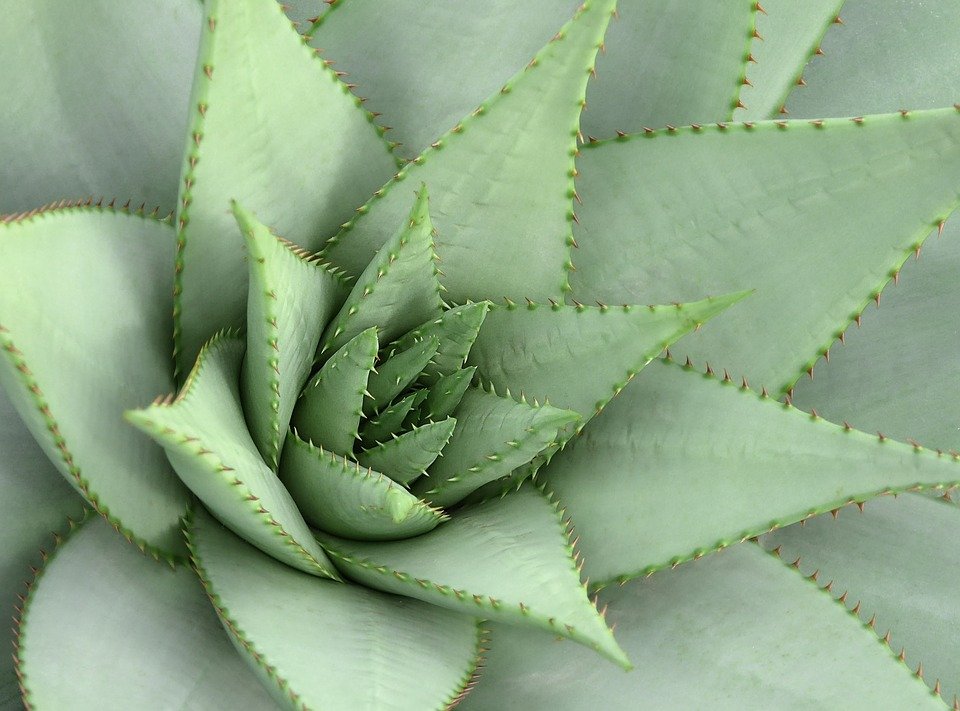 Planta de cactus. | Foto: Pixabay