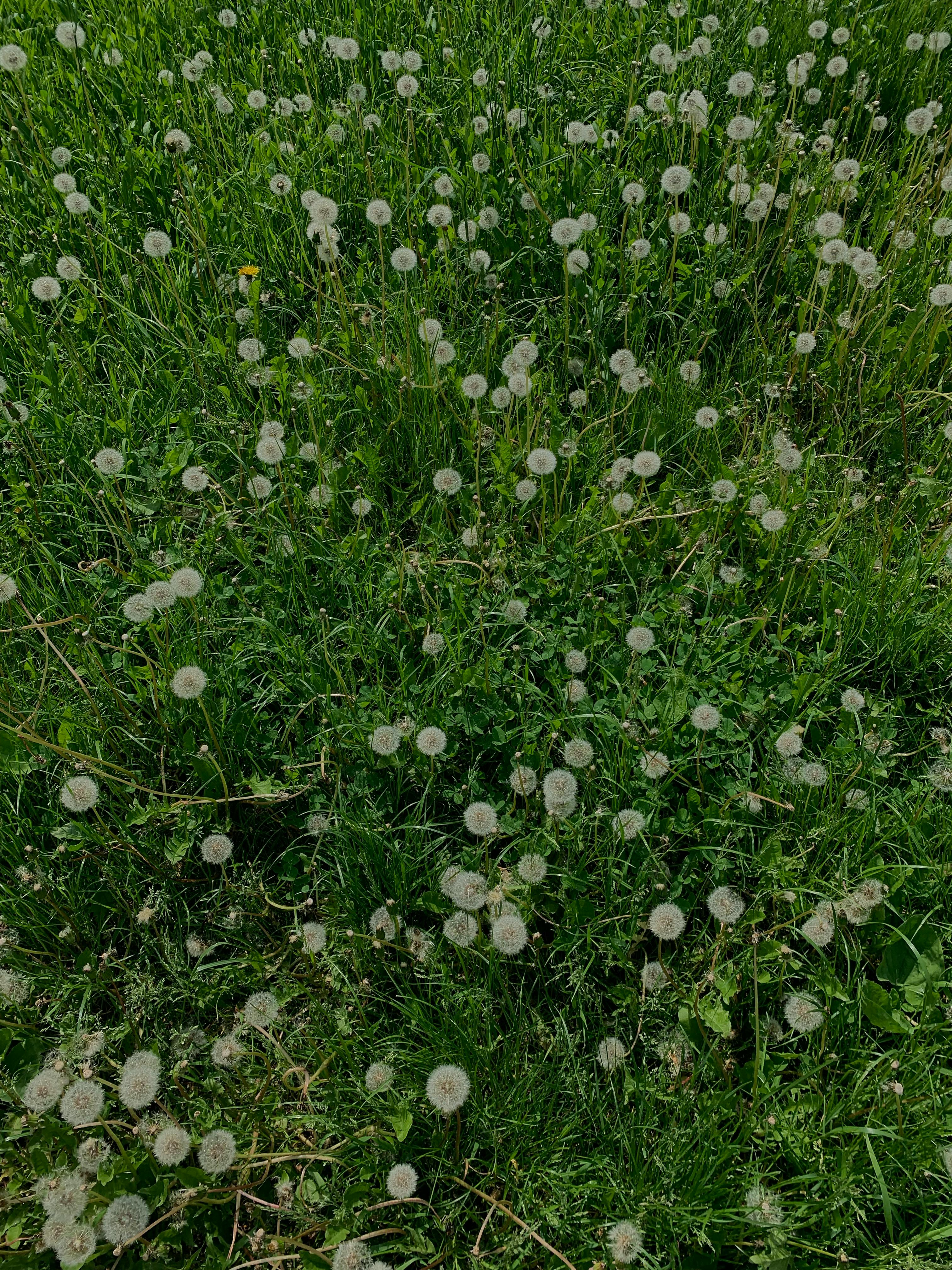 Dandelion flower field | Source: Pexels