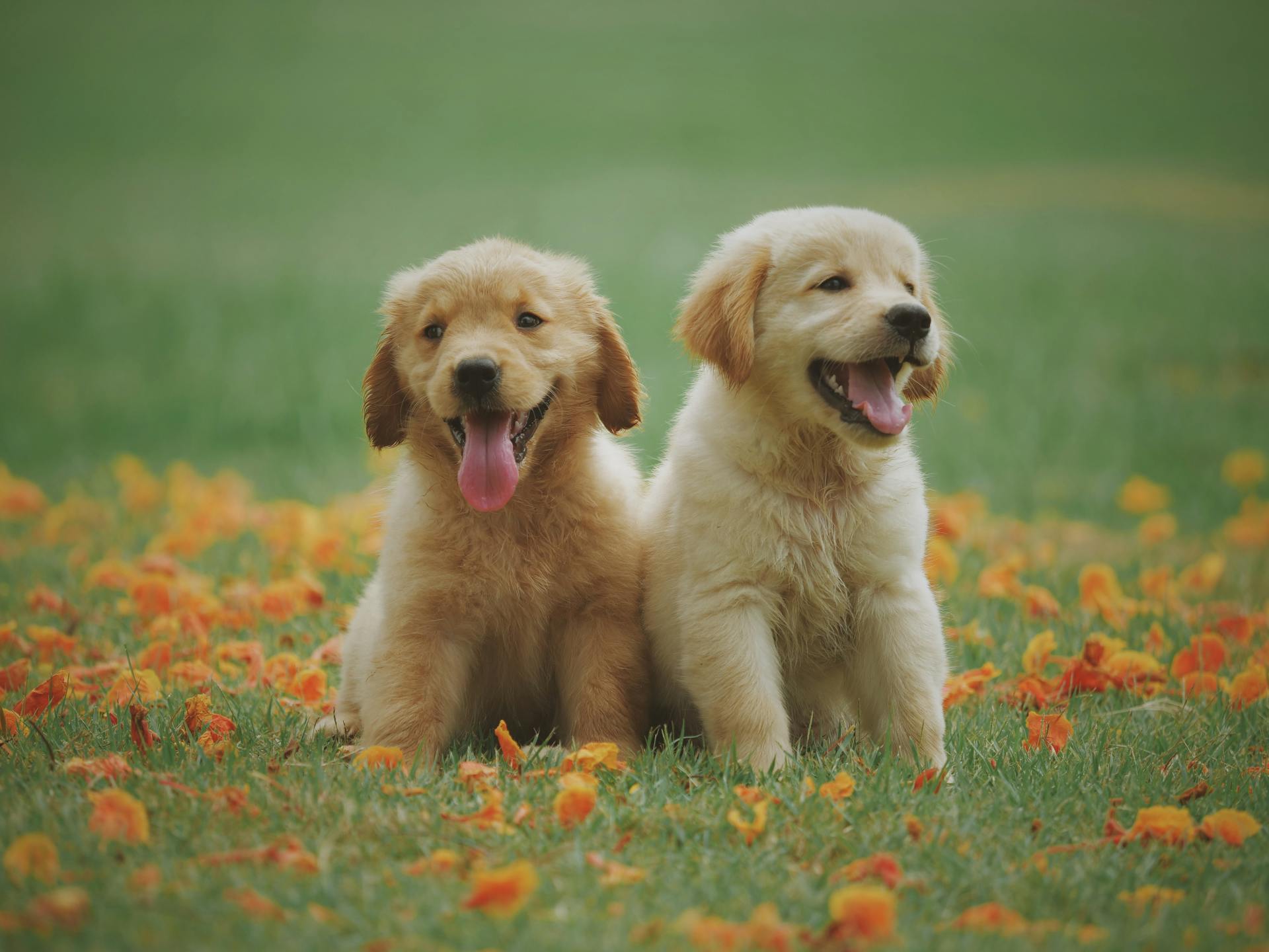 Two puppies sitting on the grass | Source: Pexels
