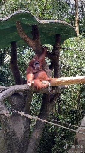The orangutan with its baby in their enclosure | Photo: tiktok.com/@minorcrimes