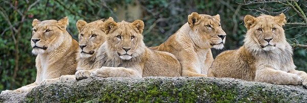 Manada de leones descansa sobre un roca. | Foto: Flickr