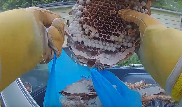 Source: YouTube/The Bee Man