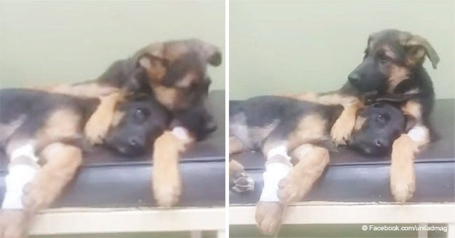 Puppy comforts little sister at the vet (video)