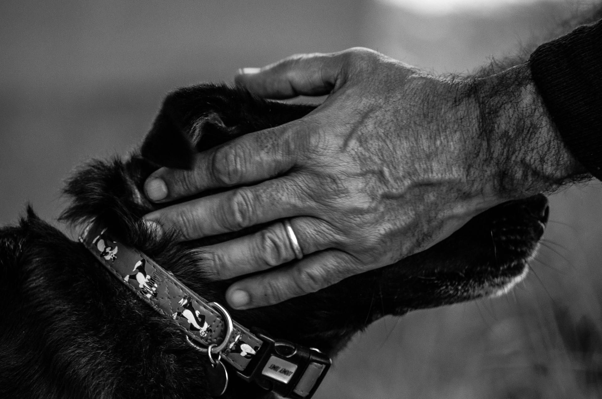 Manos de persona mayor sosteniendo la cabeza de un perro. | Foto: Pixabay