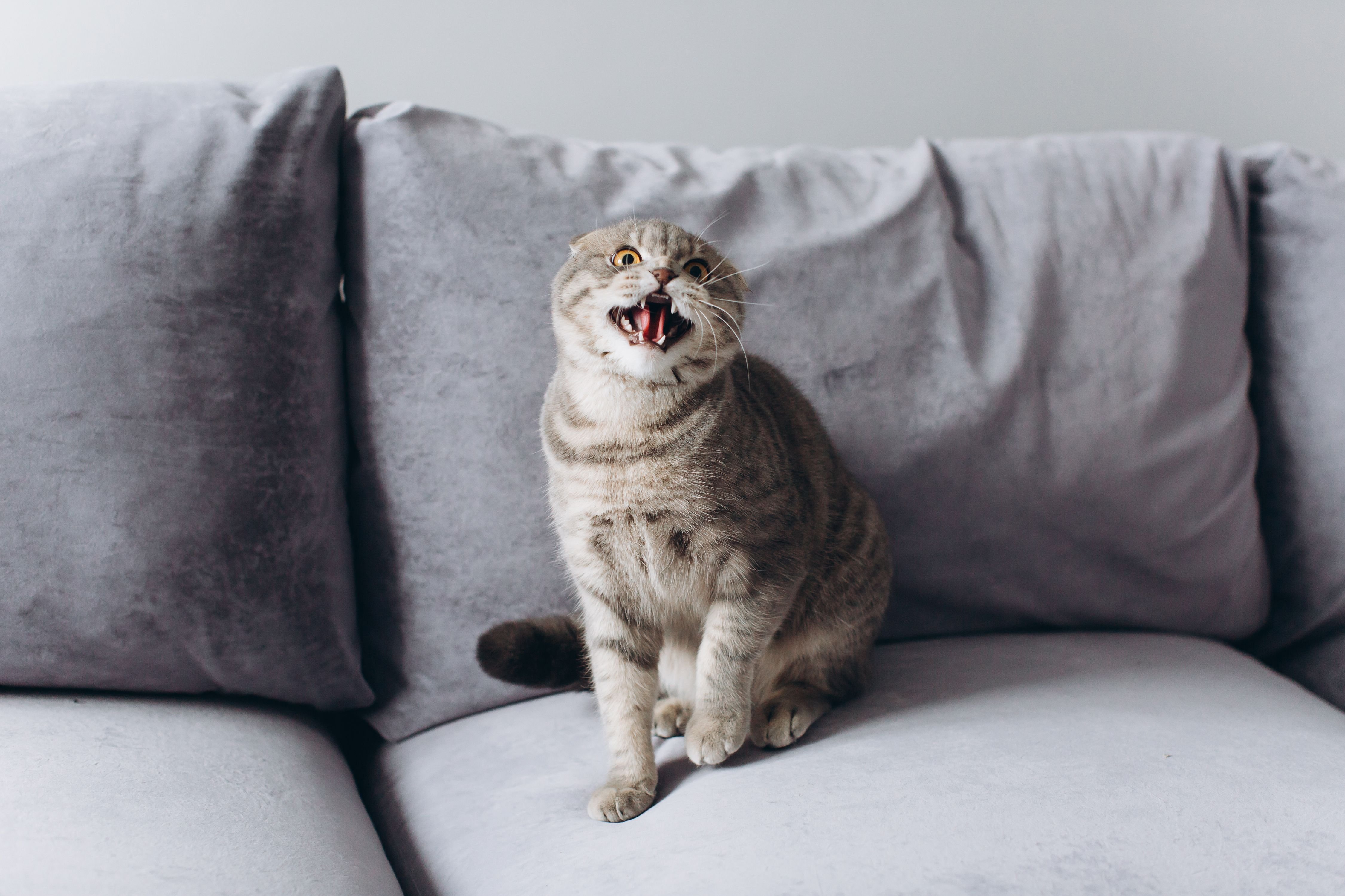 Cat hissing on couch.| Photo: Shutterstock