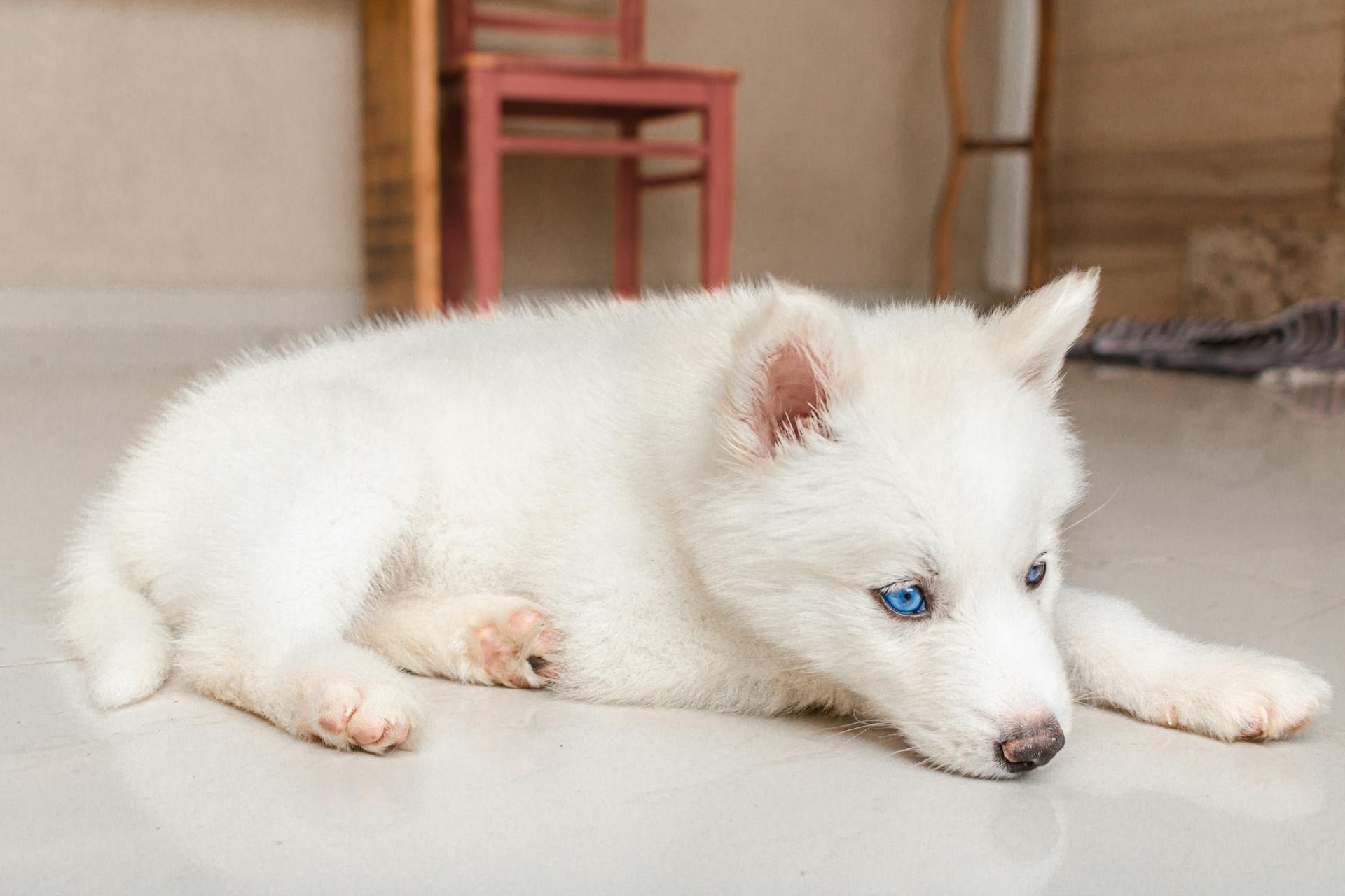 A closeup of a white Siberian Husky lying on a floor | Source: Pexels