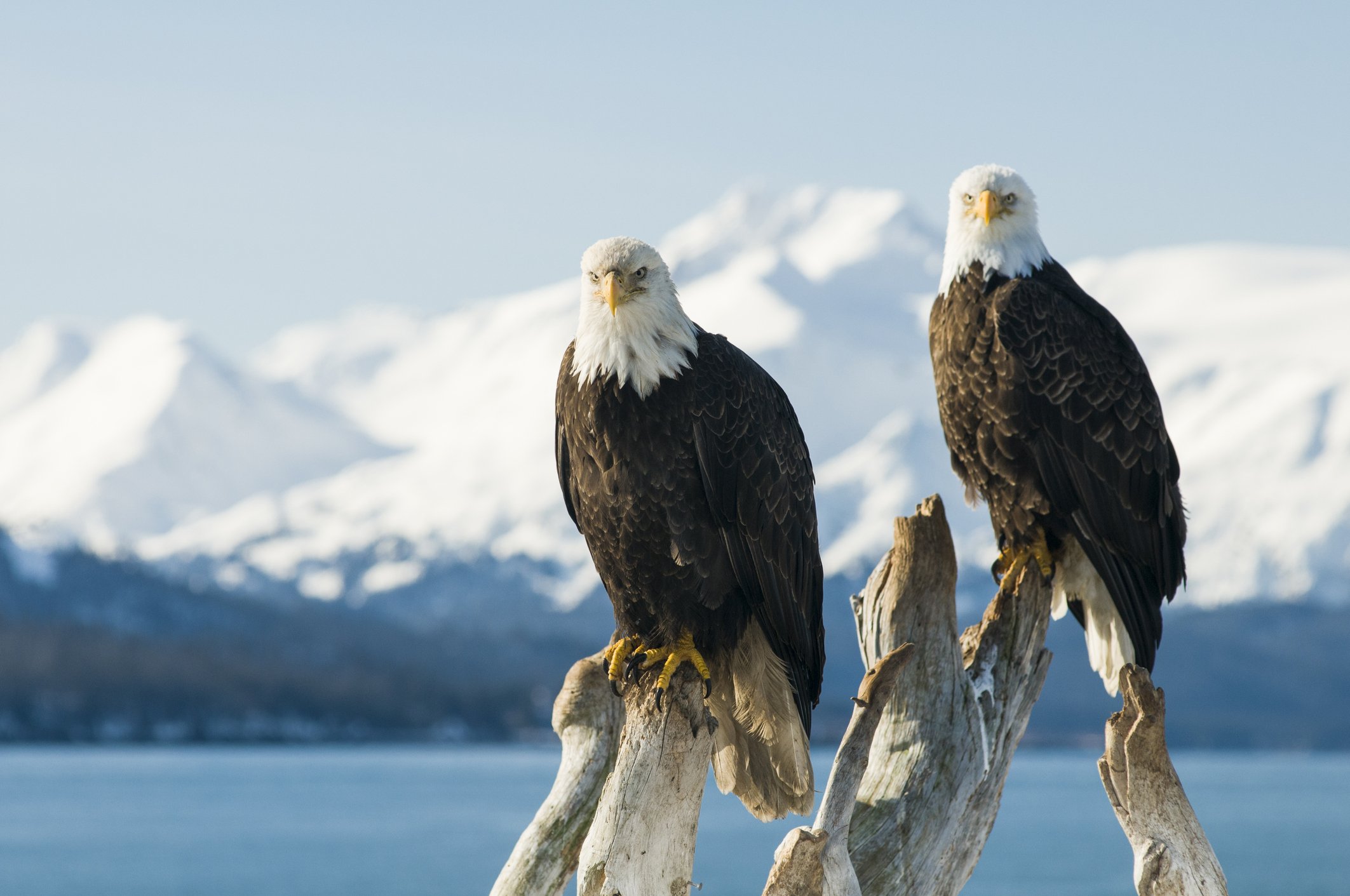 Zwei Weißkopfseeadler. | Quelle: Getty Images