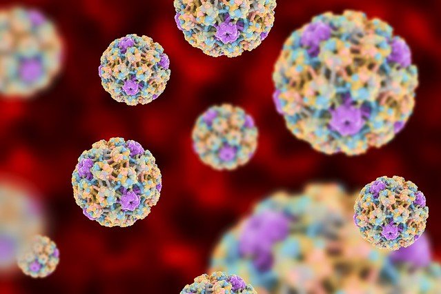 Le papillomavirus. l Source: Flickr Le papillomavirus. l Source: Flickr