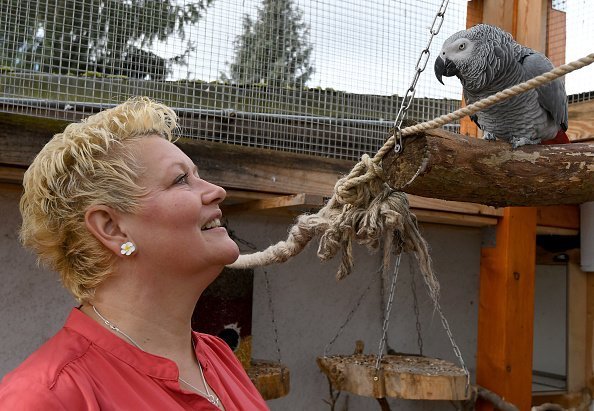 The grey parrot Rocco converses with his owner Kerstin Frommke at their home in Leegebruch, Germany | Photo: Getty Images