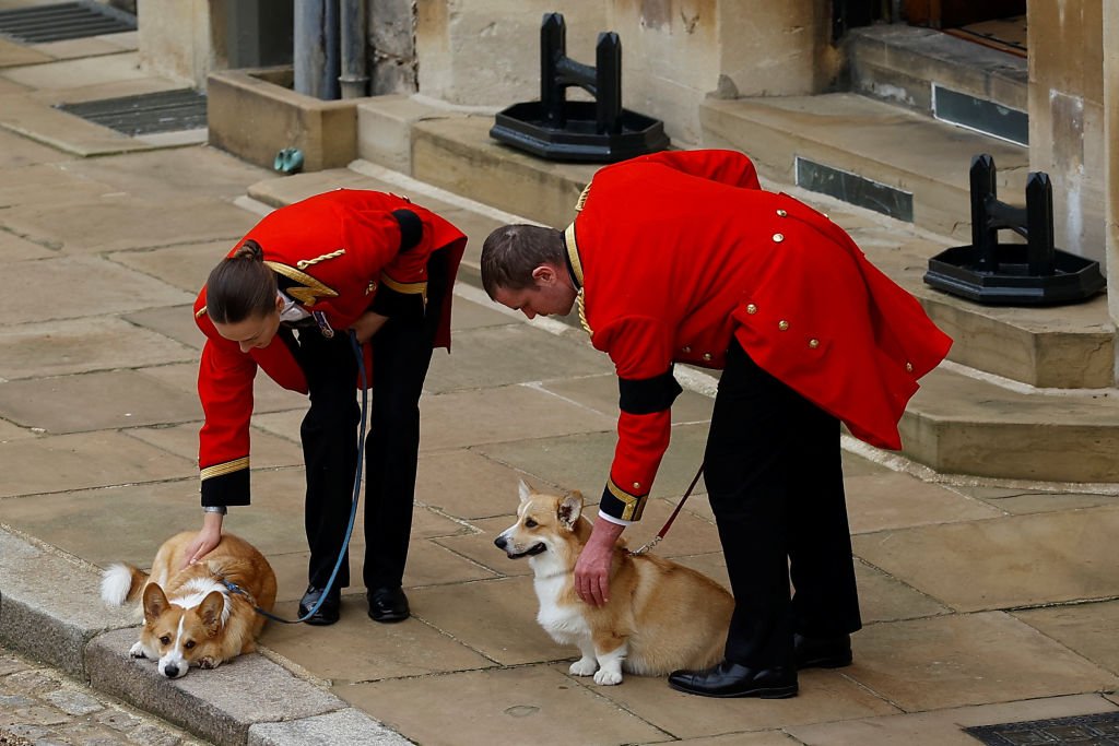 Les corgis de la reine attendent le cortège le jour de ses funérailles et de son enterrement au château de Windsor le 19 septembre 2022 à Windsor, Angleterre | Photo : Getty Images