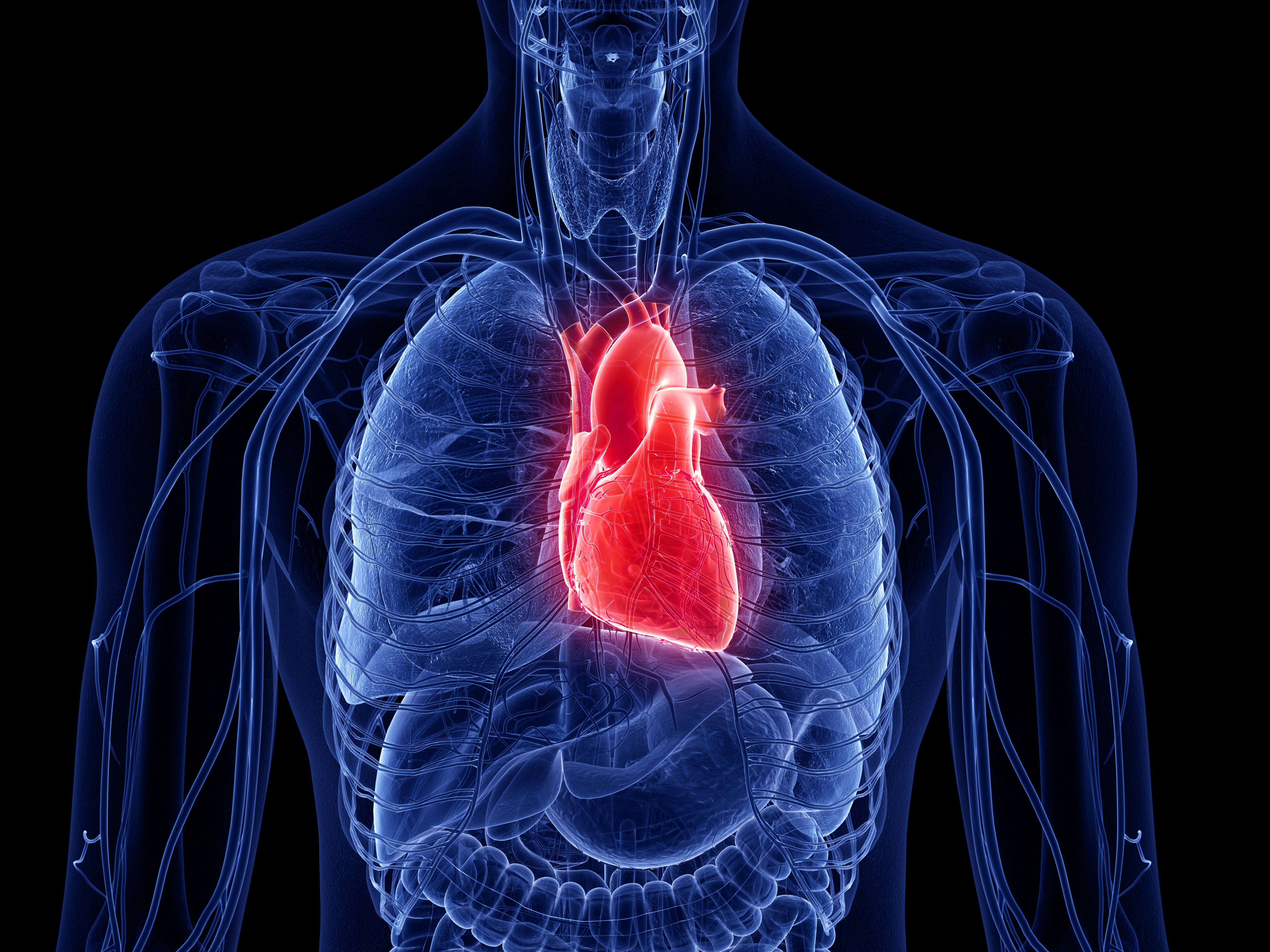 Human heart, computer illustration | Source: Getty Images