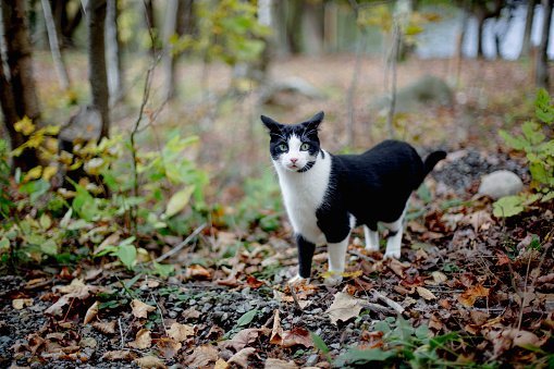 Photo of a Cat in autumn color leaves walking in a forest | Photo: Getty Images