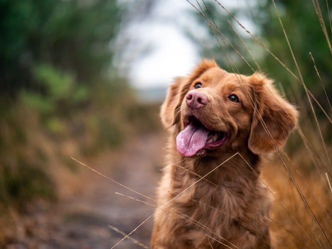 Un chien. | Photo : Unsplash