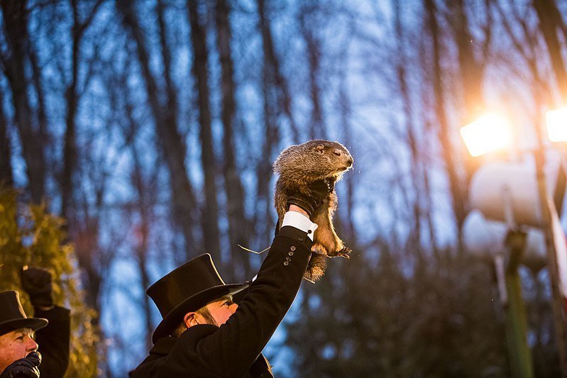 Punxsutawney Phil at the Groundhog Day event on February 2, 2018 | Photo: Chris Flook/Wikimedia Commons