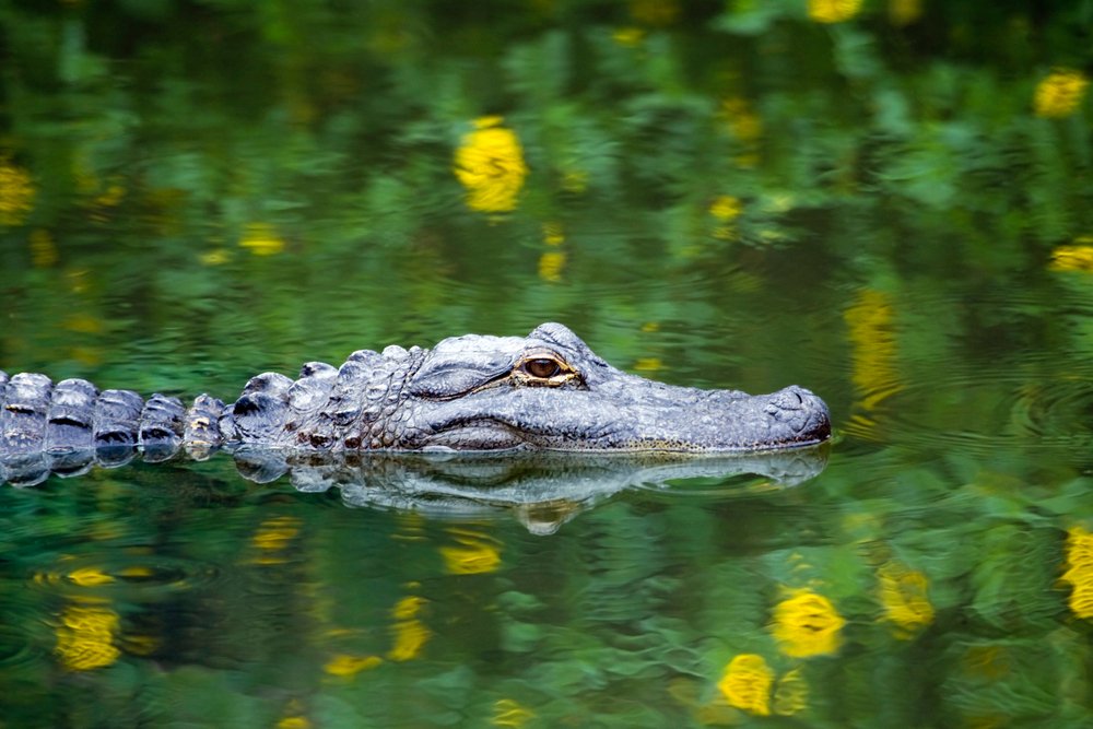 Caimán nadando en el Parque Nacional Everglades. | Foto: Shutterstock