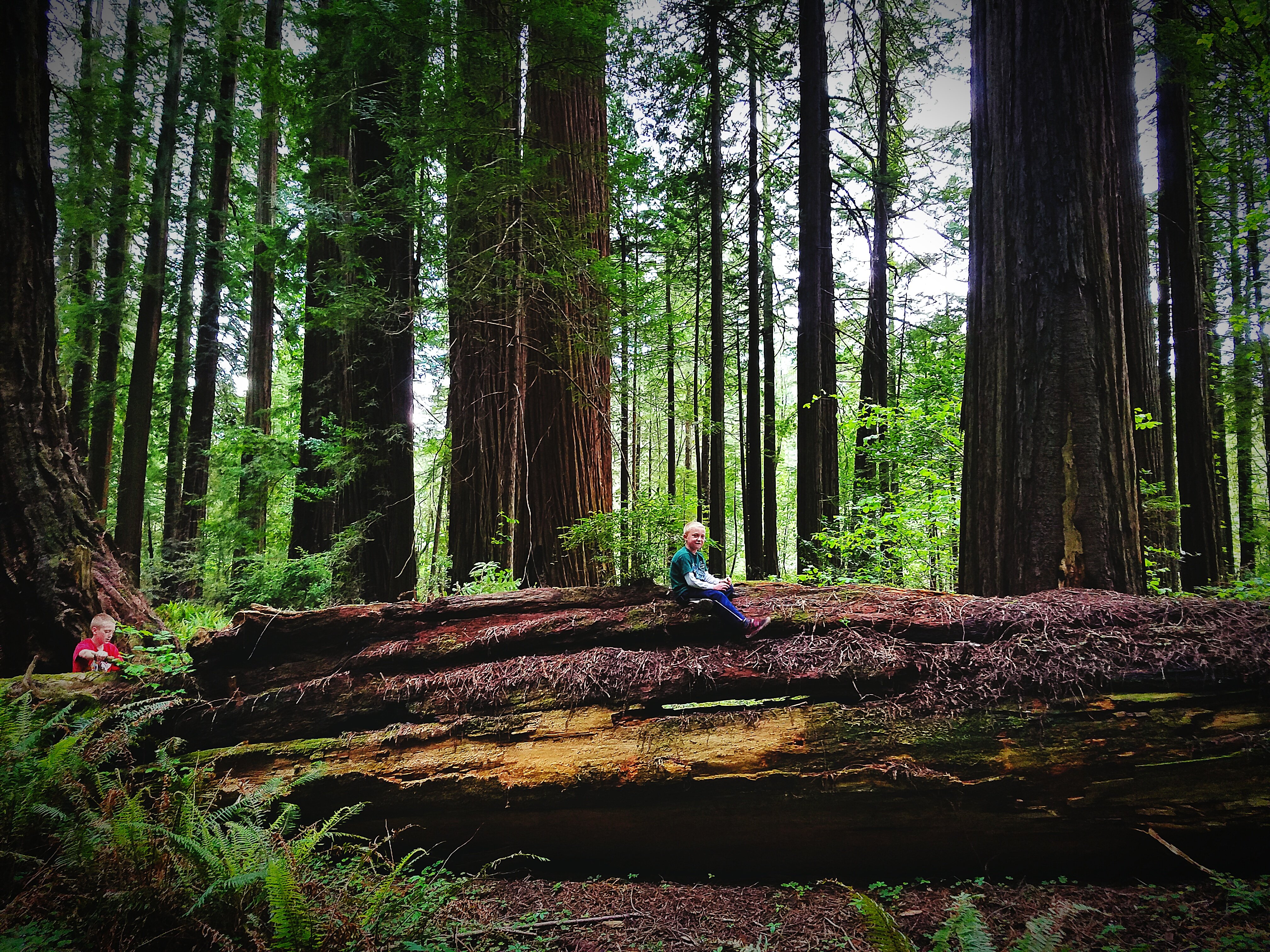 Photo of a boy sitting on log against trees in forest | Photo: Getty Images