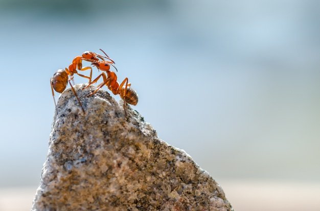 Hormigas sobre una roca. │Foto: Freepik