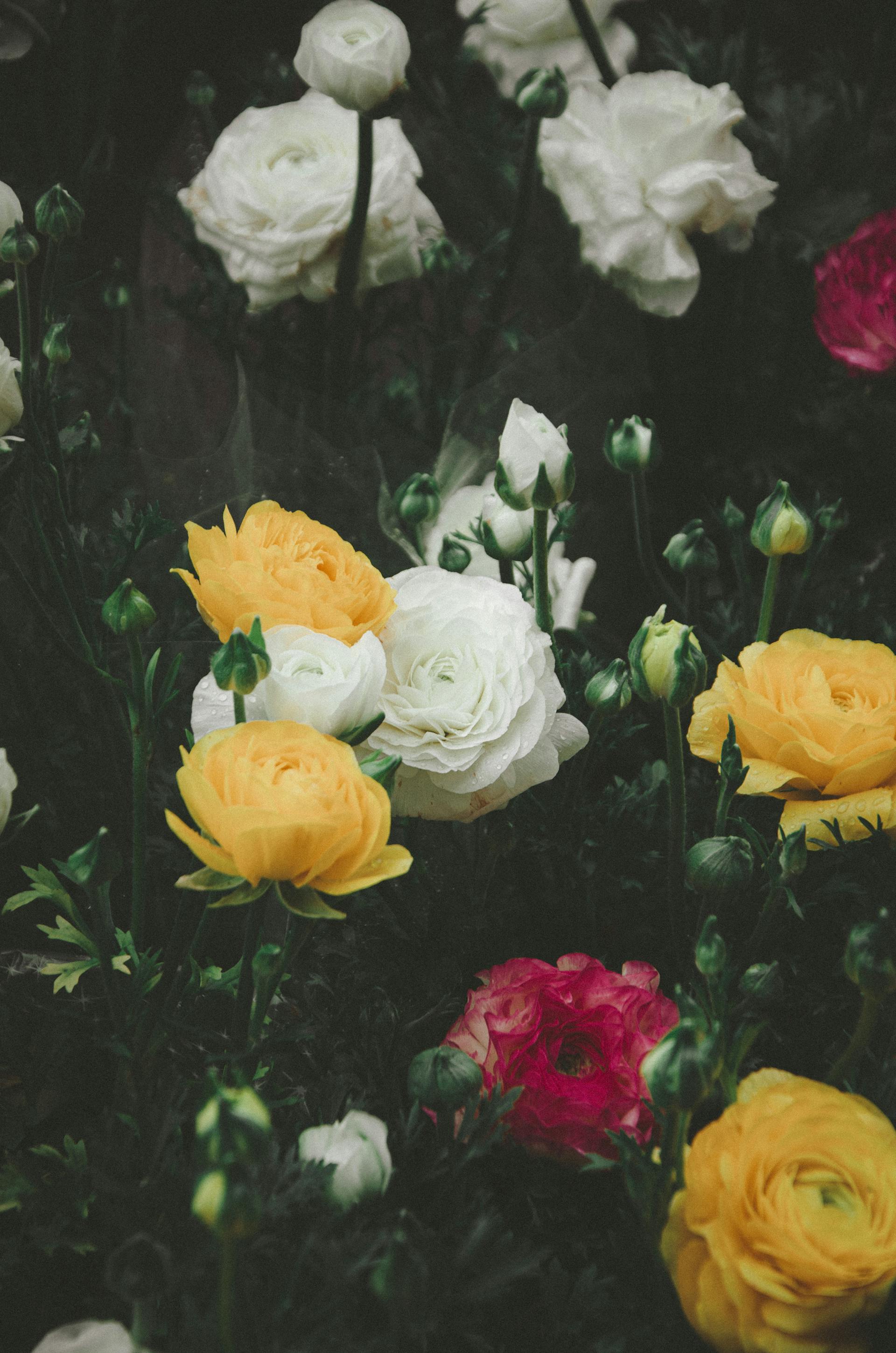 Colorful roses growing in a garden | Source: Pexels