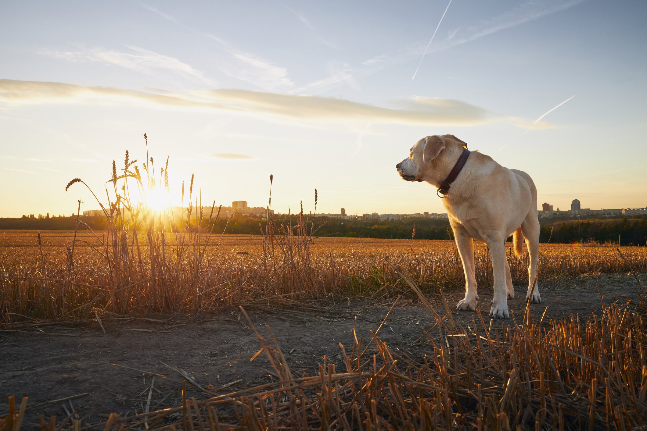 Einsamer alter Hund auf dem Weg | Quelle: Getty Images