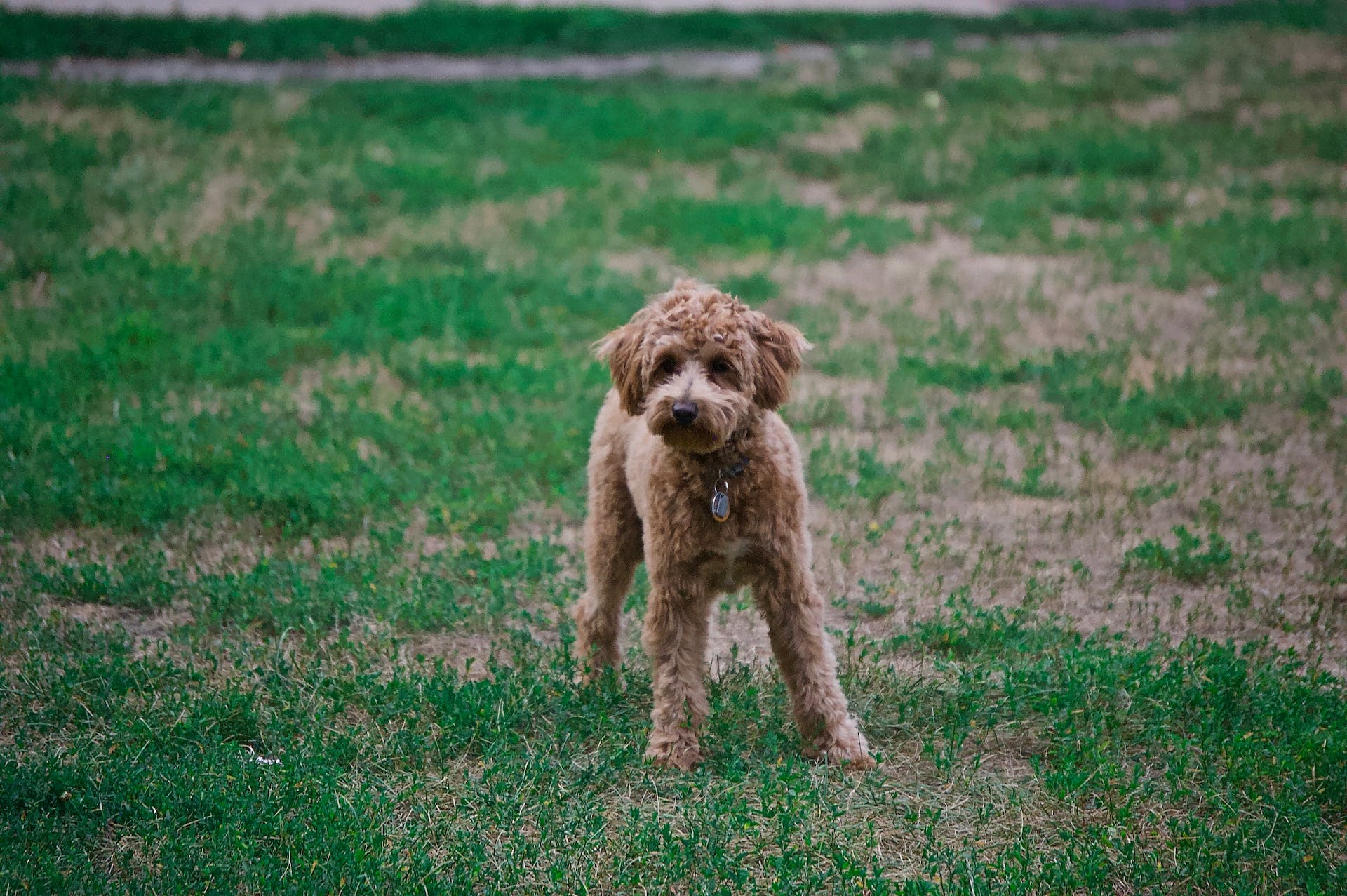 Brown poodle standing in a grass field | Source: Pexels